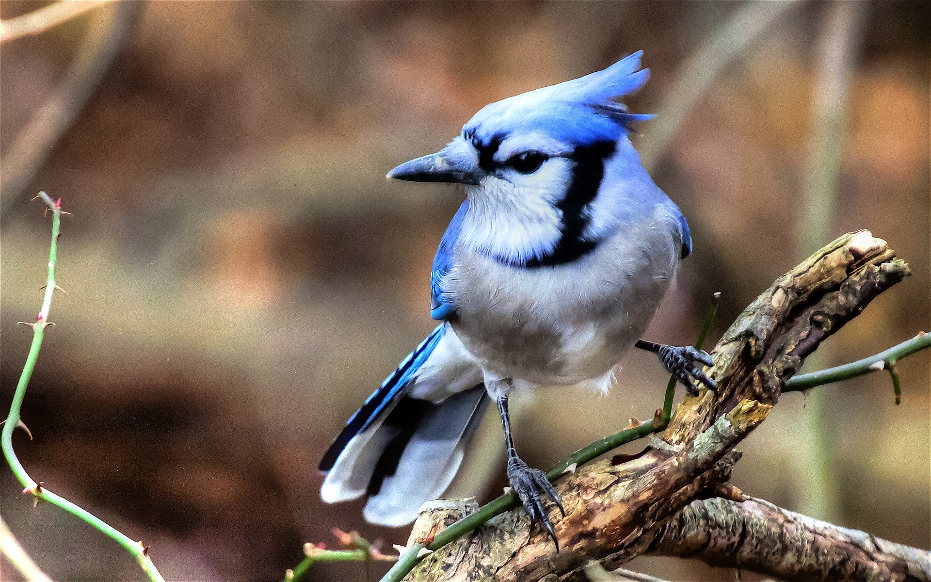 Blue Jay Hd Wallpaper - Blue Jay Bird Hd - HD Wallpaper 