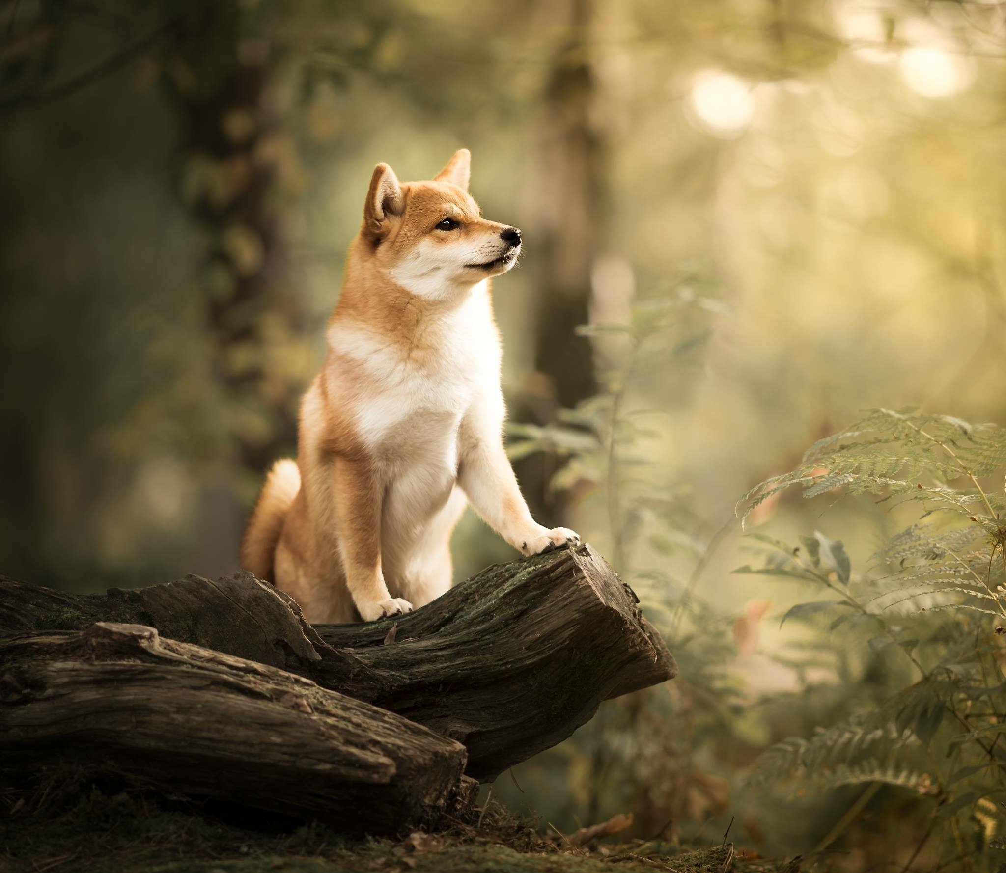 Shiba Inu Wallpaper Phone - HD Wallpaper 