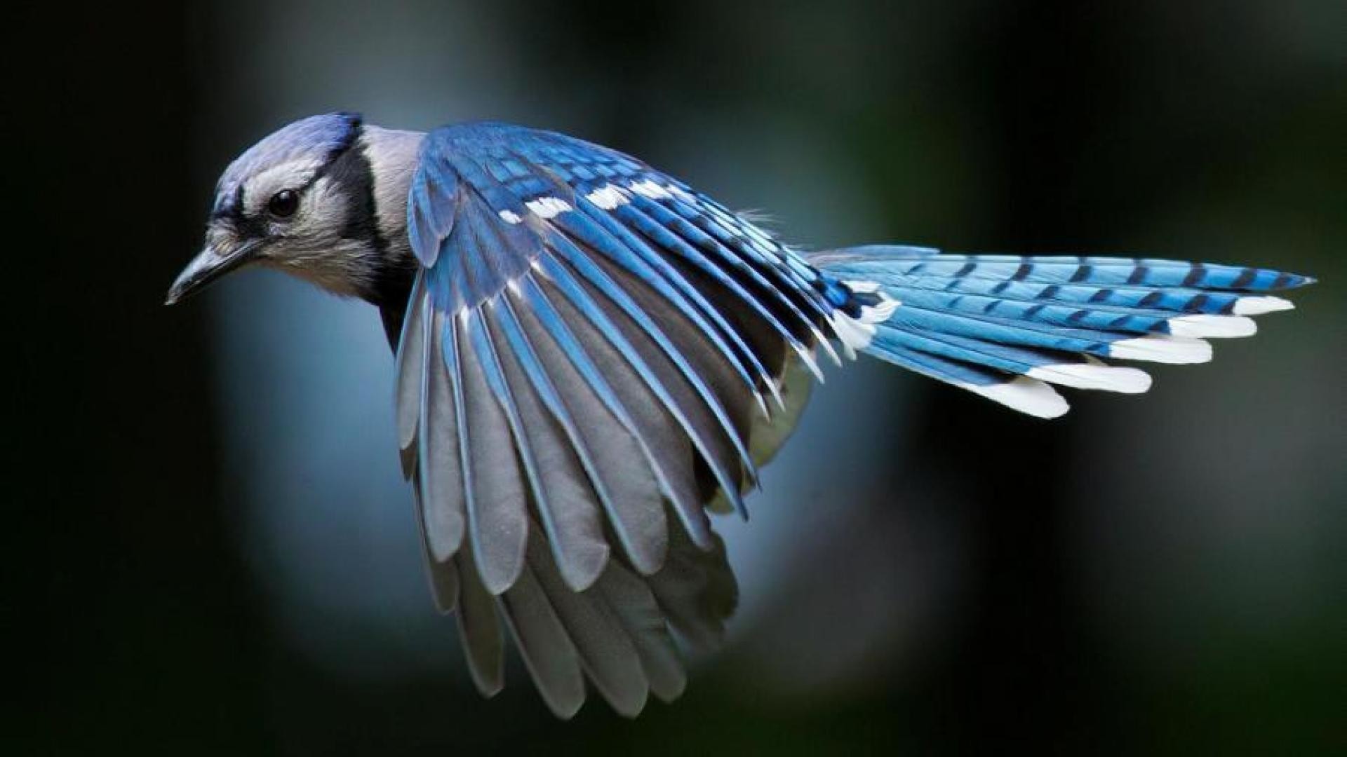 Blue Jay Wallpapers 
 Data Src Blue Jay Wallpaper Hd - Blue Jay Bird Flying - HD Wallpaper 