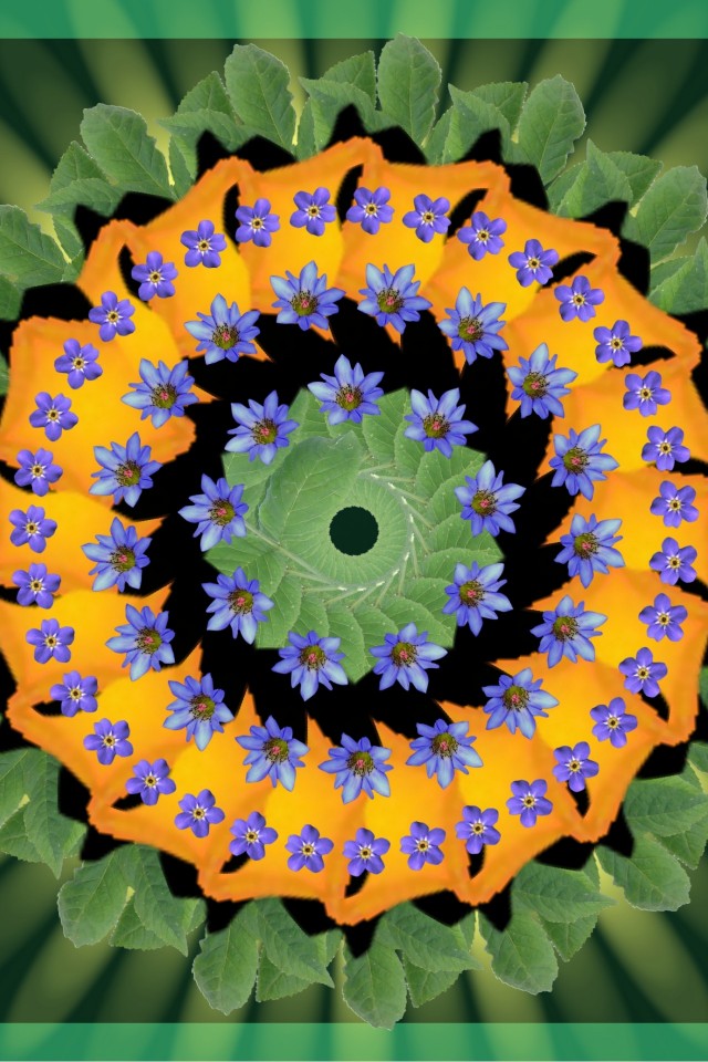 Sunflower - HD Wallpaper 