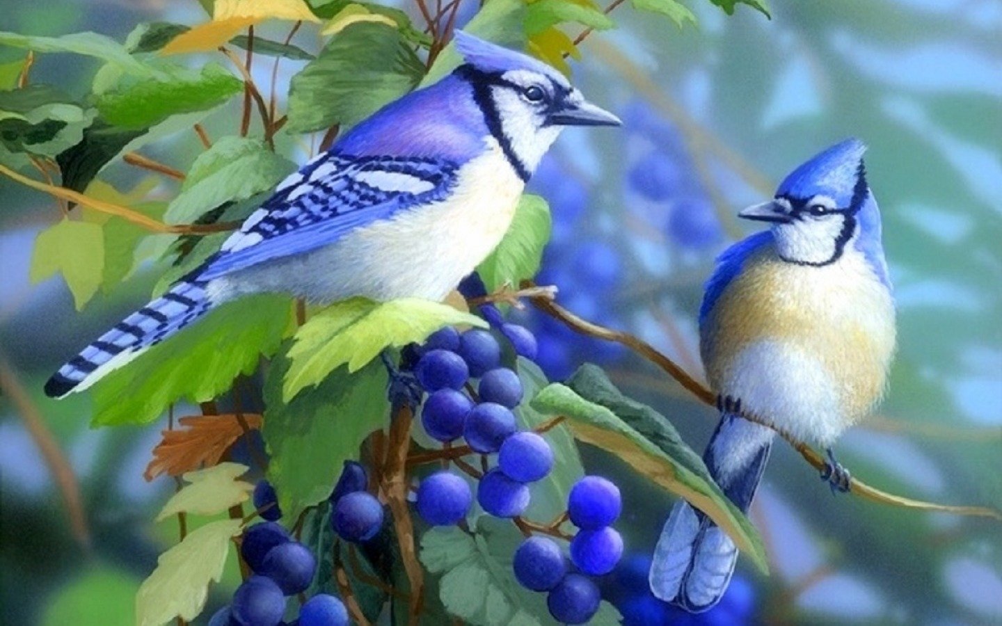 Blue Jay Wallpaper Hd - HD Wallpaper 