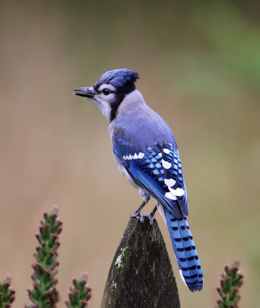 Bluey Jay Wallpaper,blue Jay Images,blue Jay Photo,blue - Blue Jays In The Wild - HD Wallpaper 