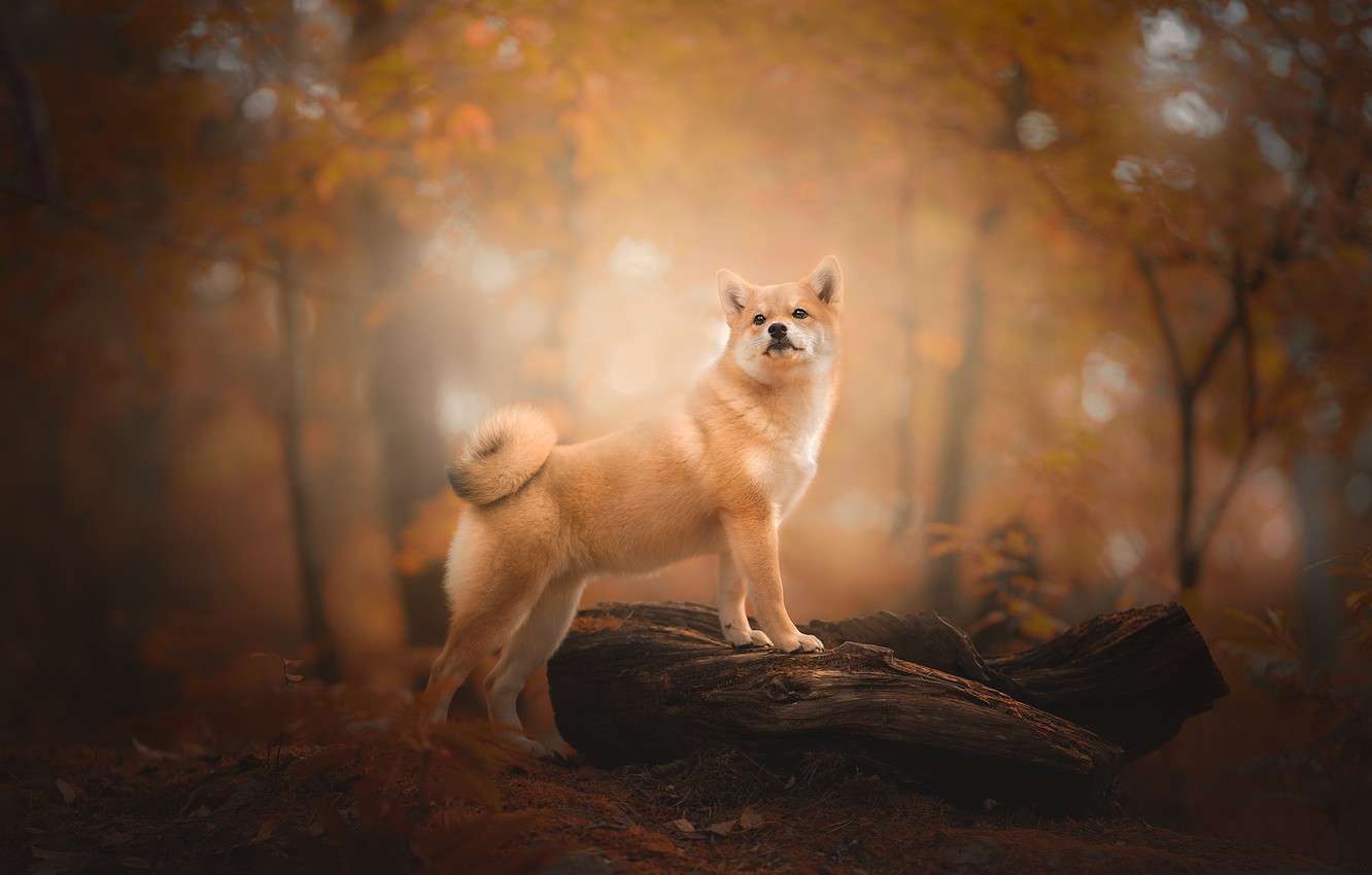 Photo Wallpaper Autumn, Forest, Dog, Snag, Bokeh, Shiba - Shiba Inu Wallpaper Pc - HD Wallpaper 