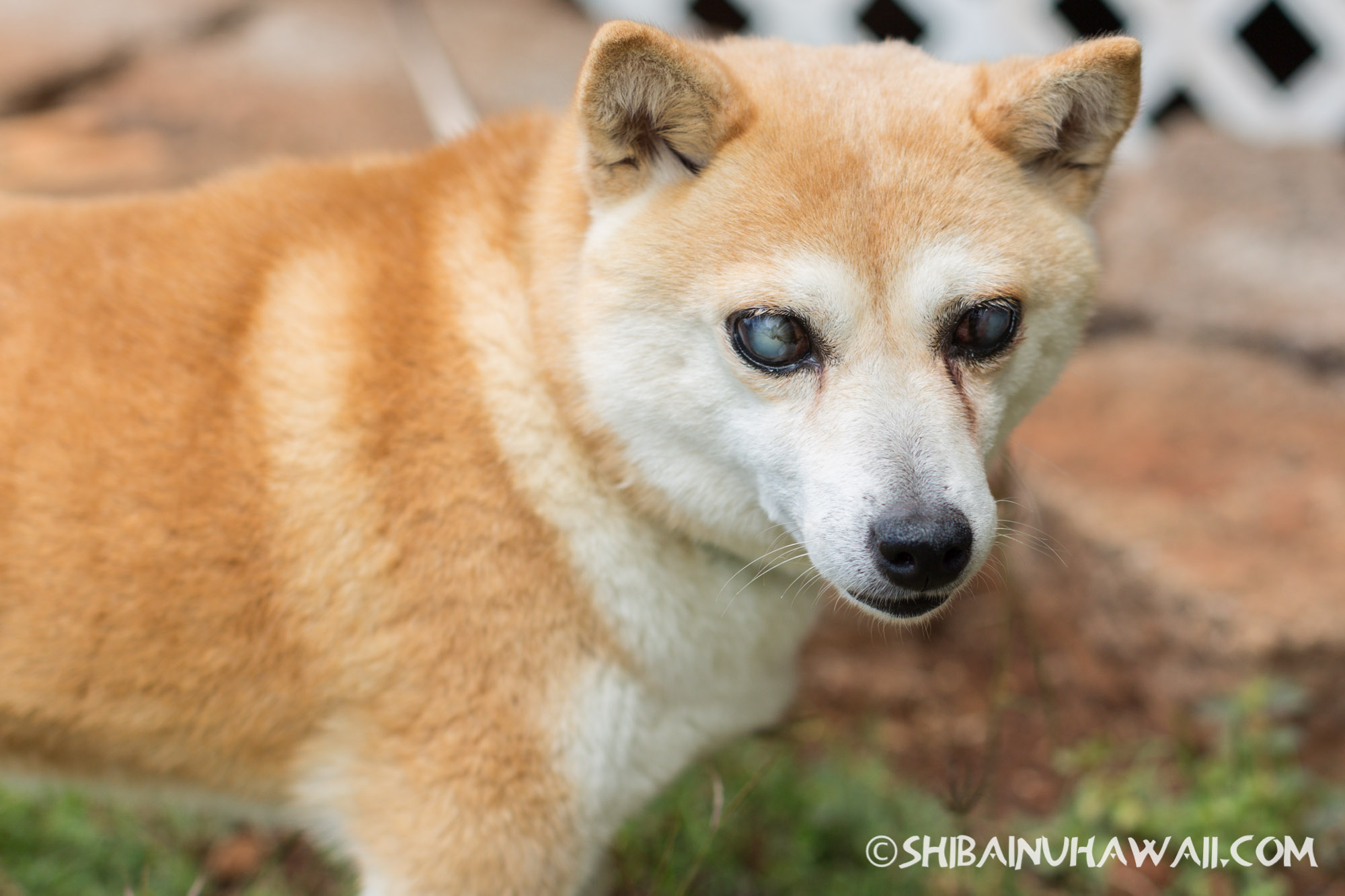 Shiba Inu 4k - HD Wallpaper 