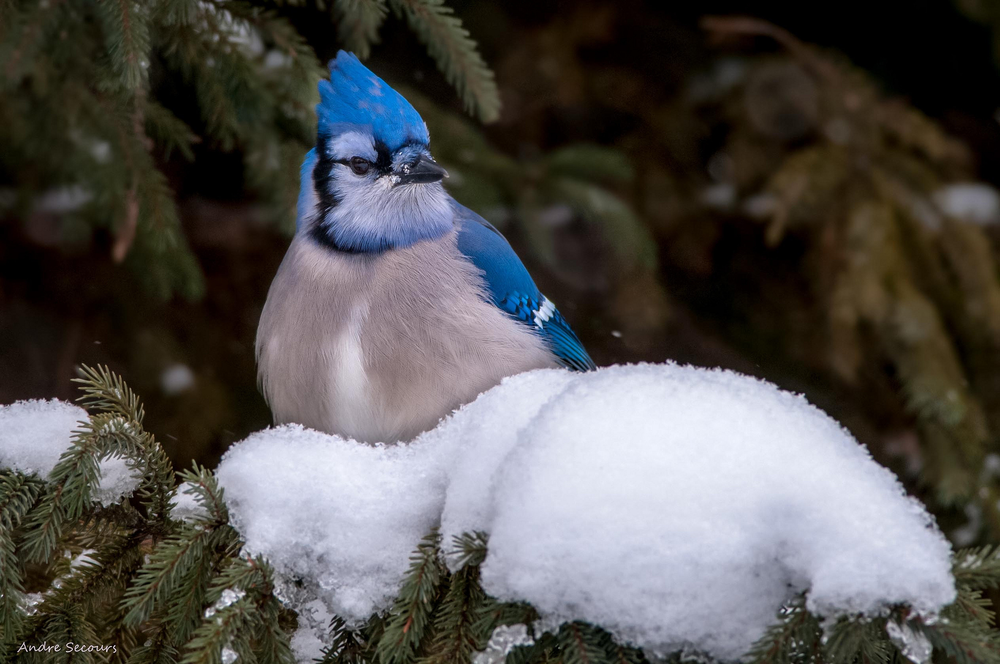 Background Behind Blue Jay - HD Wallpaper 