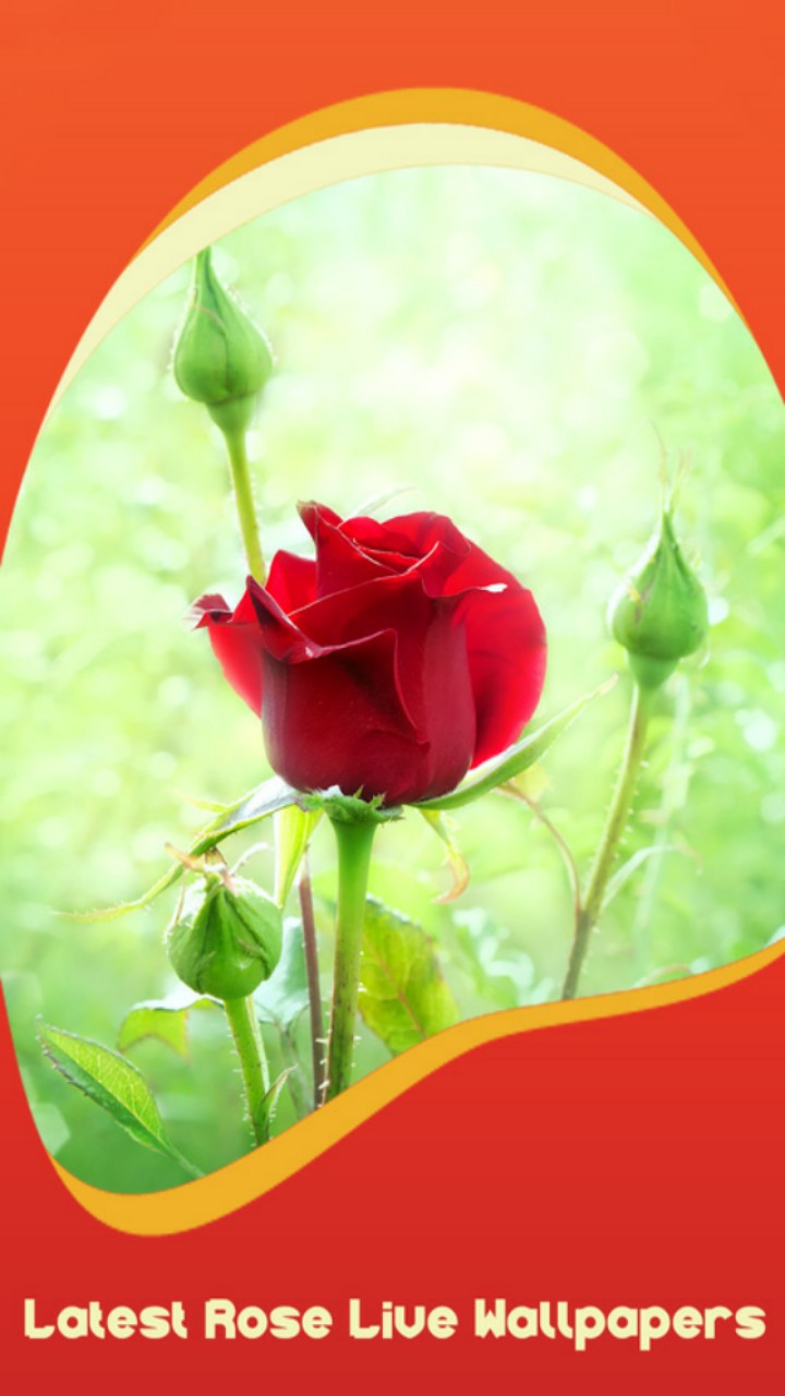 Latest Rose Live Wallpapers - Sfondi Di Sfere Rosse Su Sfondo Nero - HD Wallpaper 