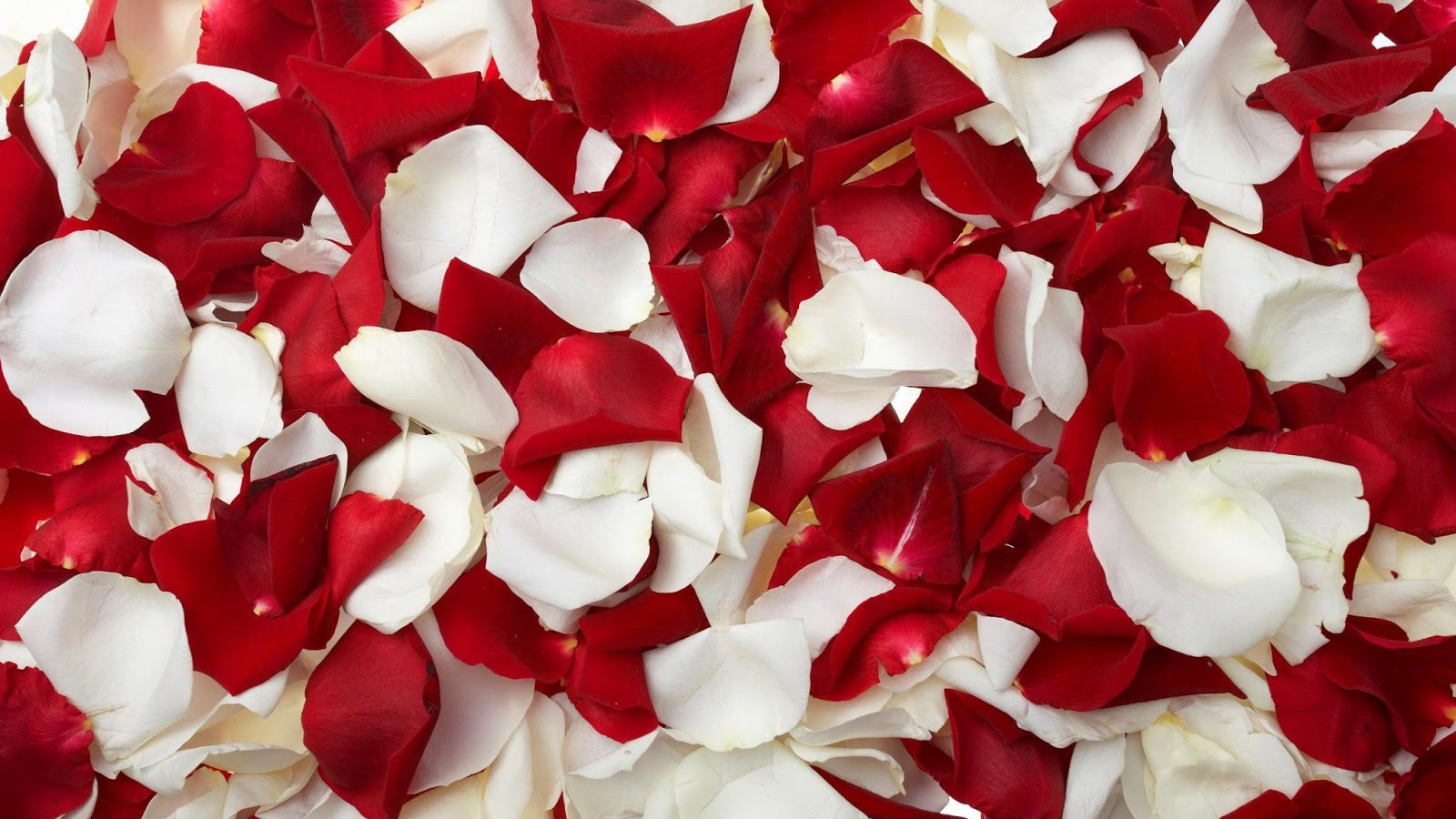 Red Rose Petals And Flowers Wallpaper - Rose Petals Images Hd - HD Wallpaper 
