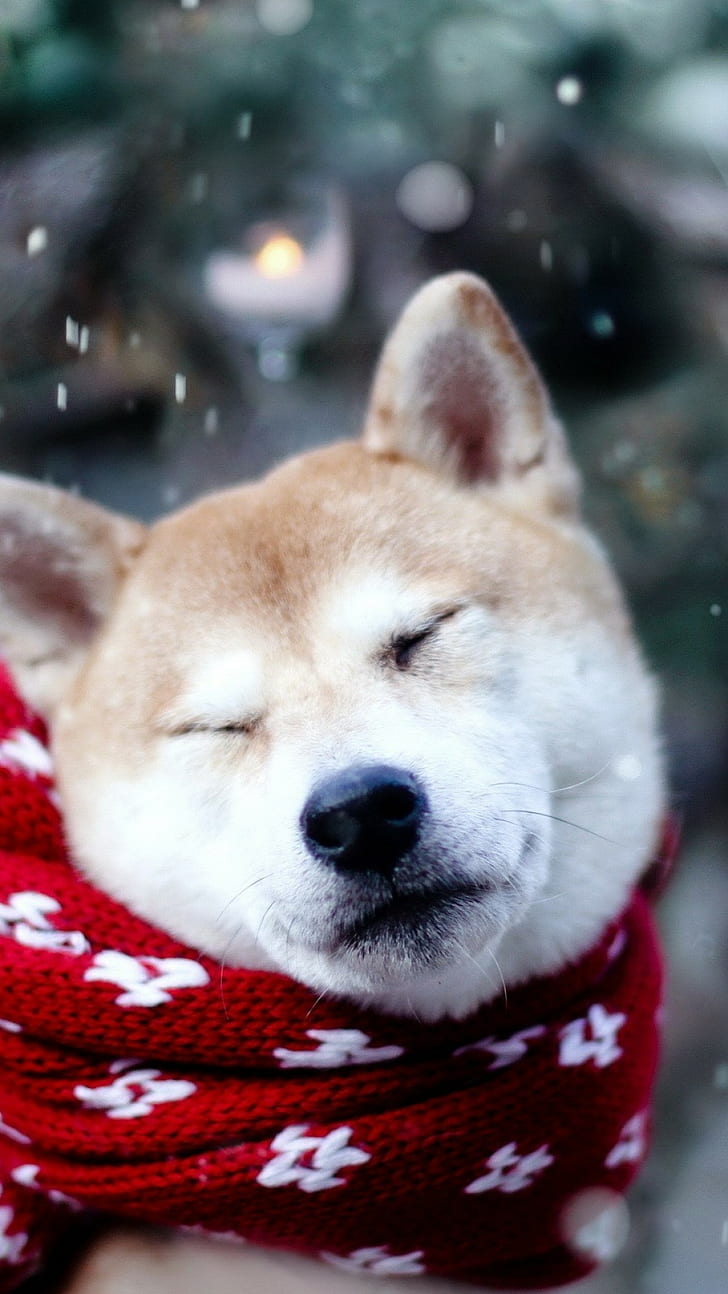 Dog, Shiba Inu, Sleeping, Hd Wallpaper - Shiba Inu Wallpaper Phone - HD Wallpaper 