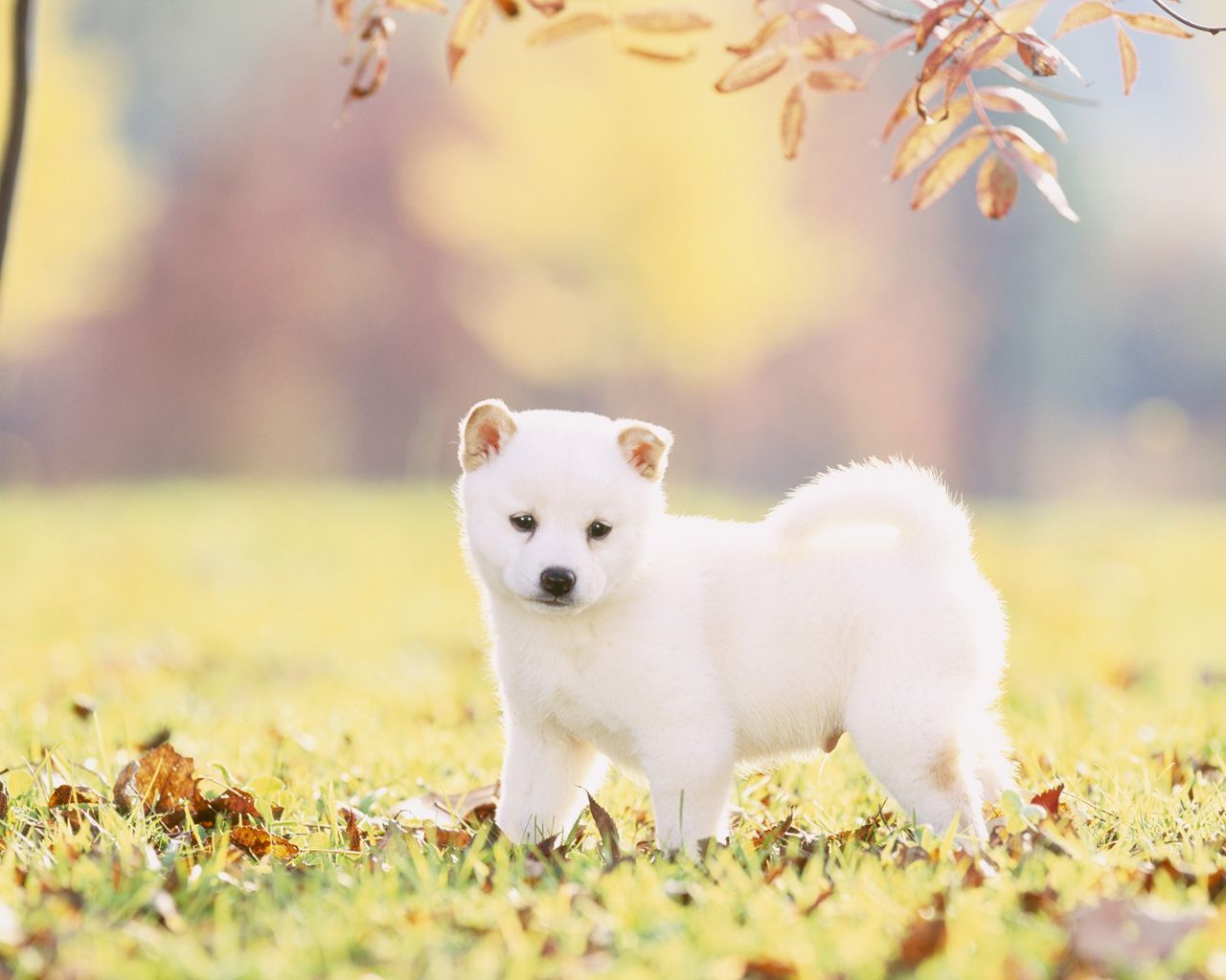Shiba Inu Wallpapers 4k - HD Wallpaper 