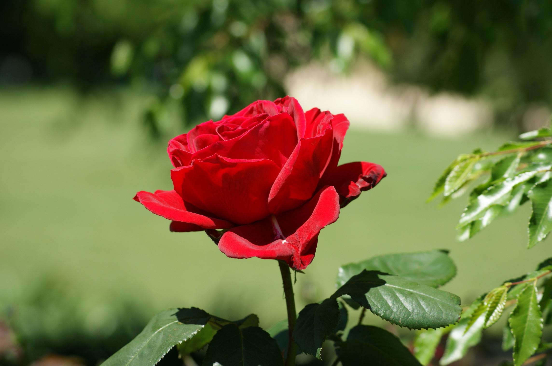 Herunterladen 
 Data-src /w/full/8/7/c/485143 - Beautiful Red Roses I Love You - HD Wallpaper 