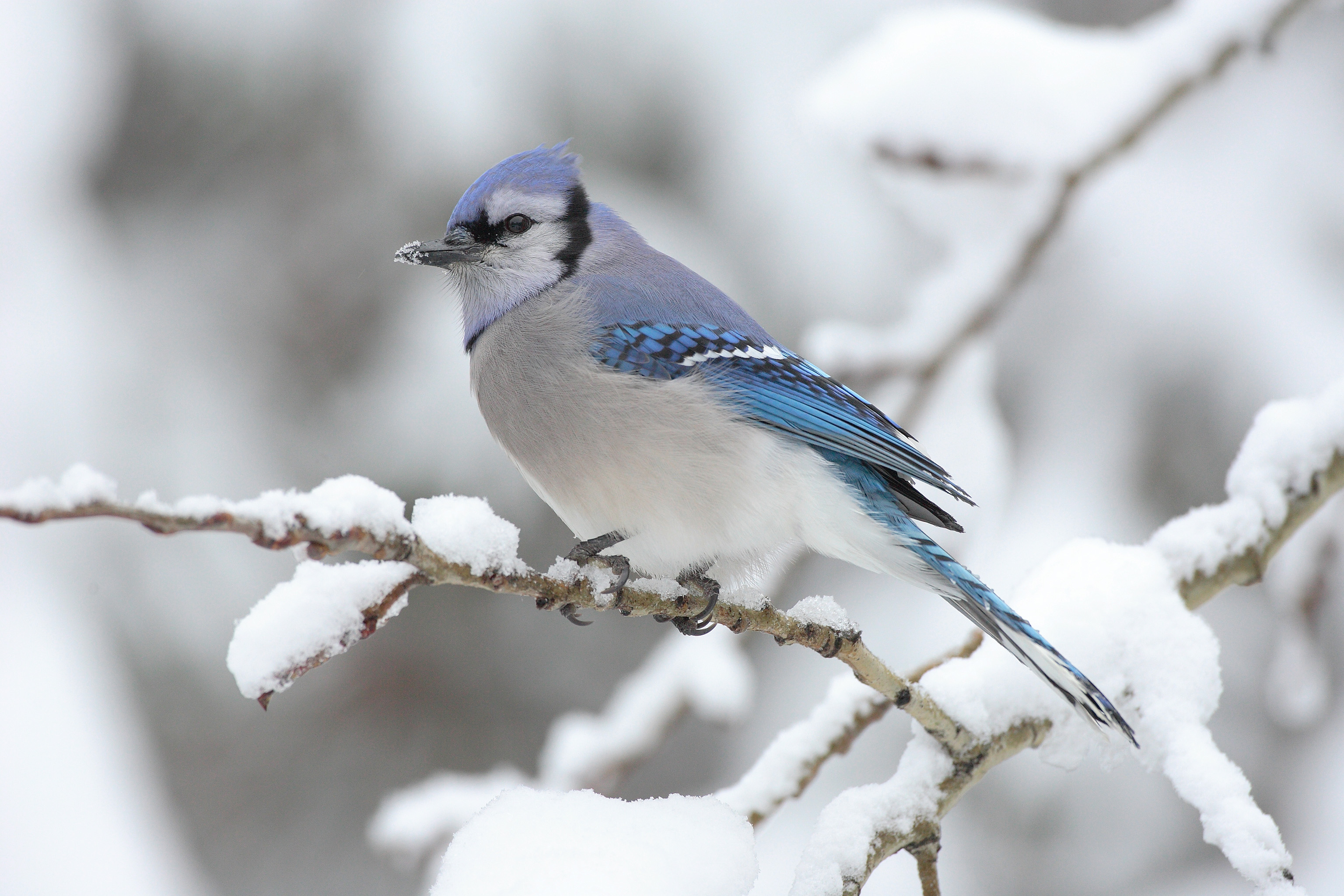 Cyanocitta Cristata 004 - Birds In Winter Time - HD Wallpaper 
