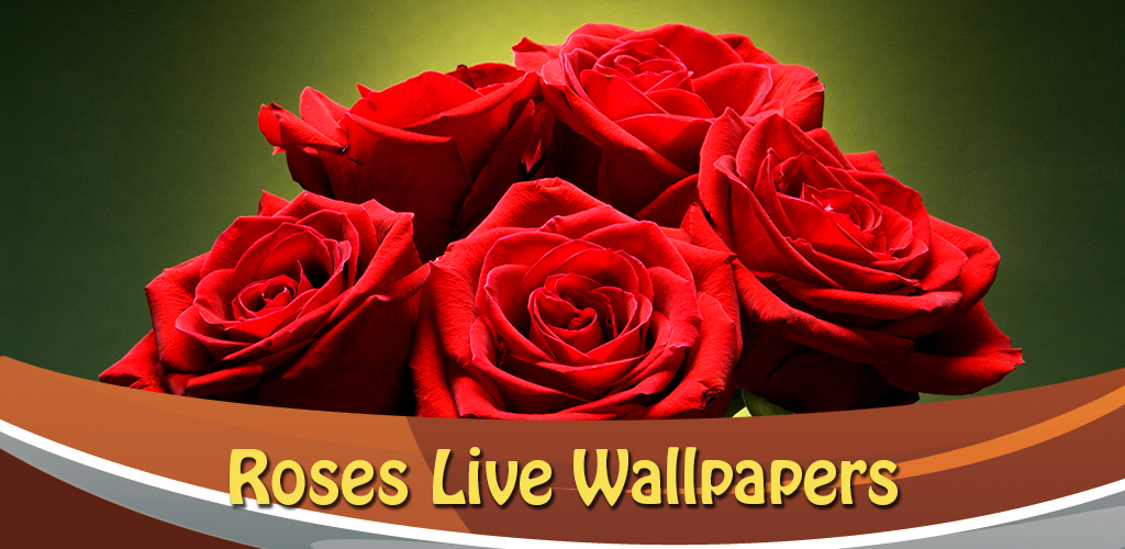 गुलाब के फूल का वॉलपेपर - 1024x500 Wallpaper 