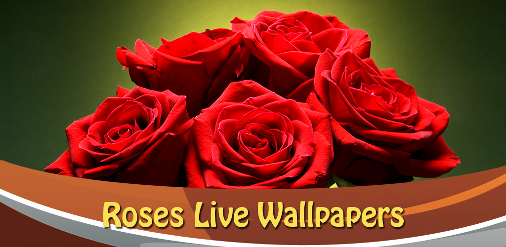 गुलाब के फूल का वॉलपेपर - 1024x500 Wallpaper गुलाब के फूल का वॉलपेपर - 1024x500 Wallpaper