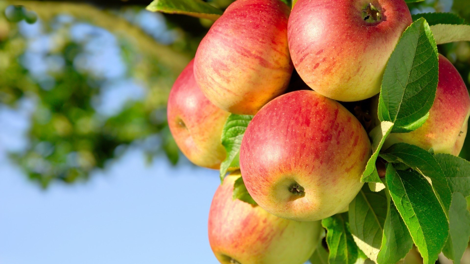 Apple Tree - HD Wallpaper 