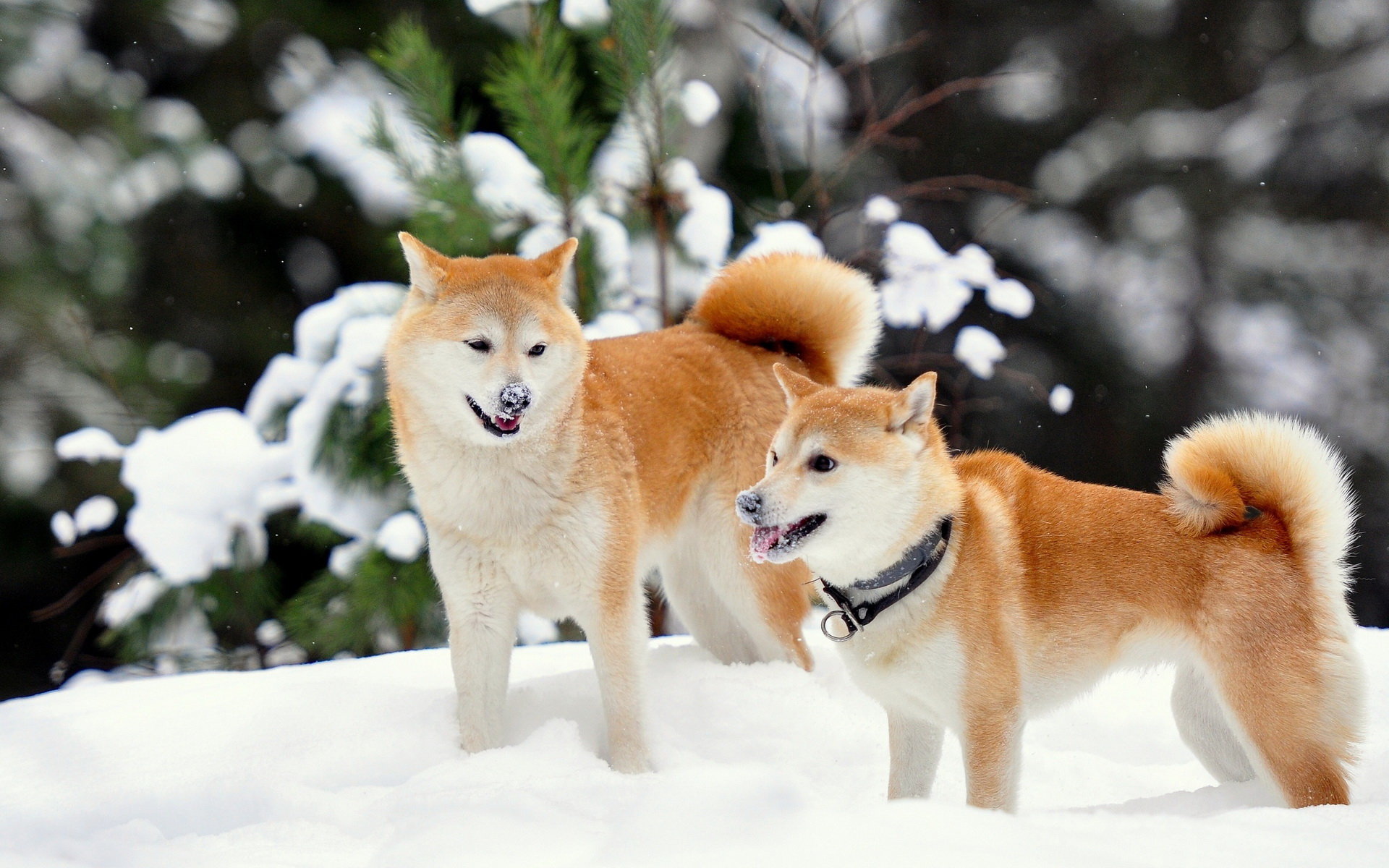 Free Download Shiba Inu Wallpaper Id - Shiba Inu Winter - HD Wallpaper 