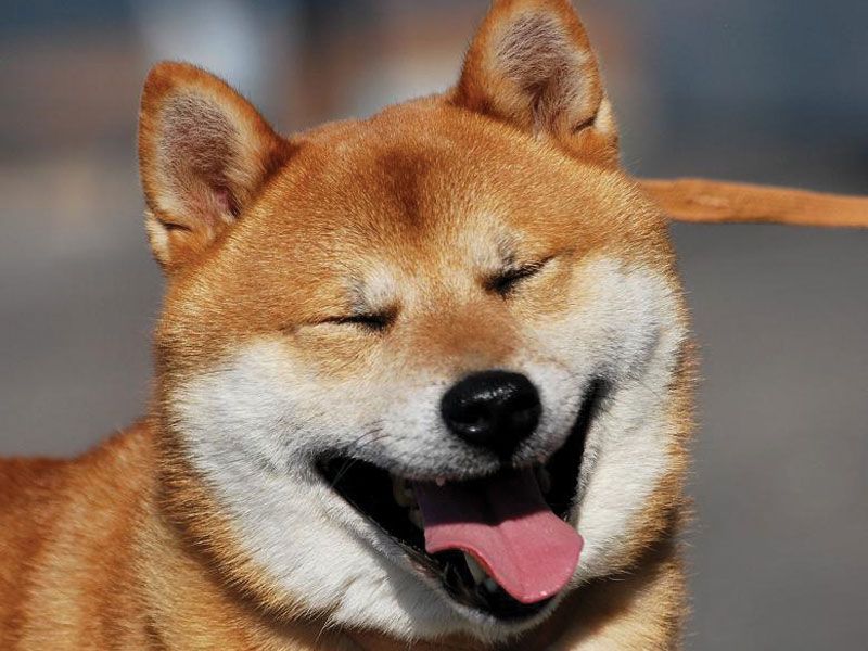 Shiba Inu Wallpaper Smile - HD Wallpaper 