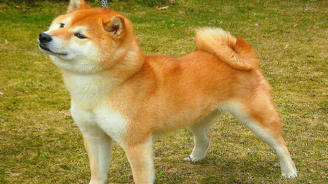 Shiba Inu - HD Wallpaper 