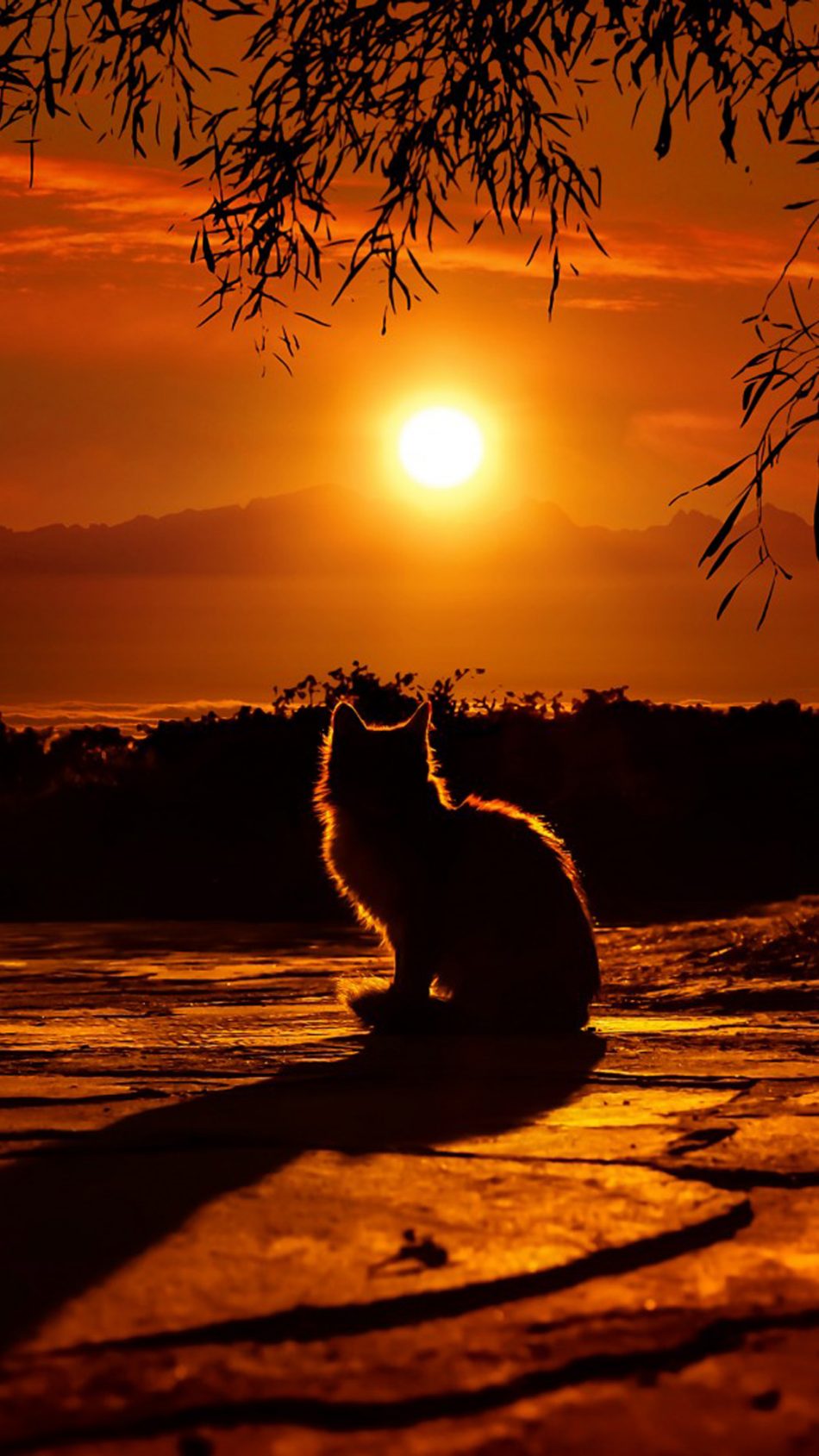 Cat Enjoying Sunset Hd Mobile Wallpaper - Sunset Wallpaper Iphone 4k - HD Wallpaper 