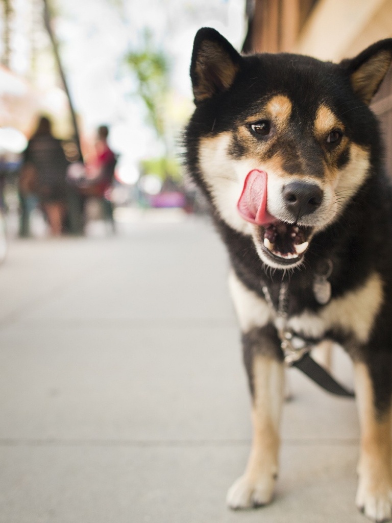 Black Shiba Inu Desktop - HD Wallpaper 