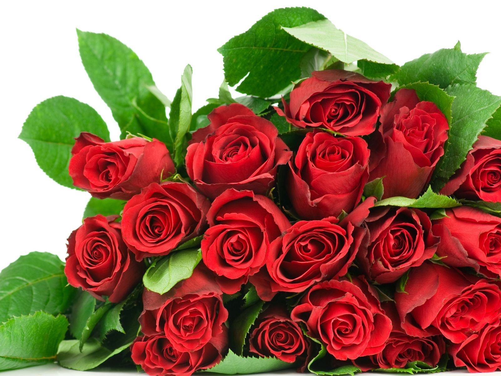 1080p Rose Hd Images 1080p - HD Wallpaper 