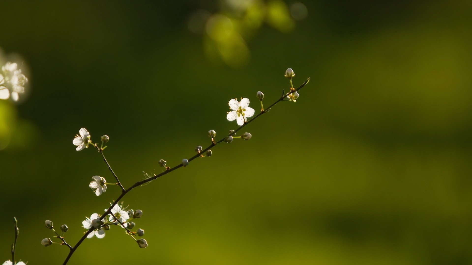 Beautiful Branch Of Flower Tree - Bible Verse Psalm 145 - HD Wallpaper 