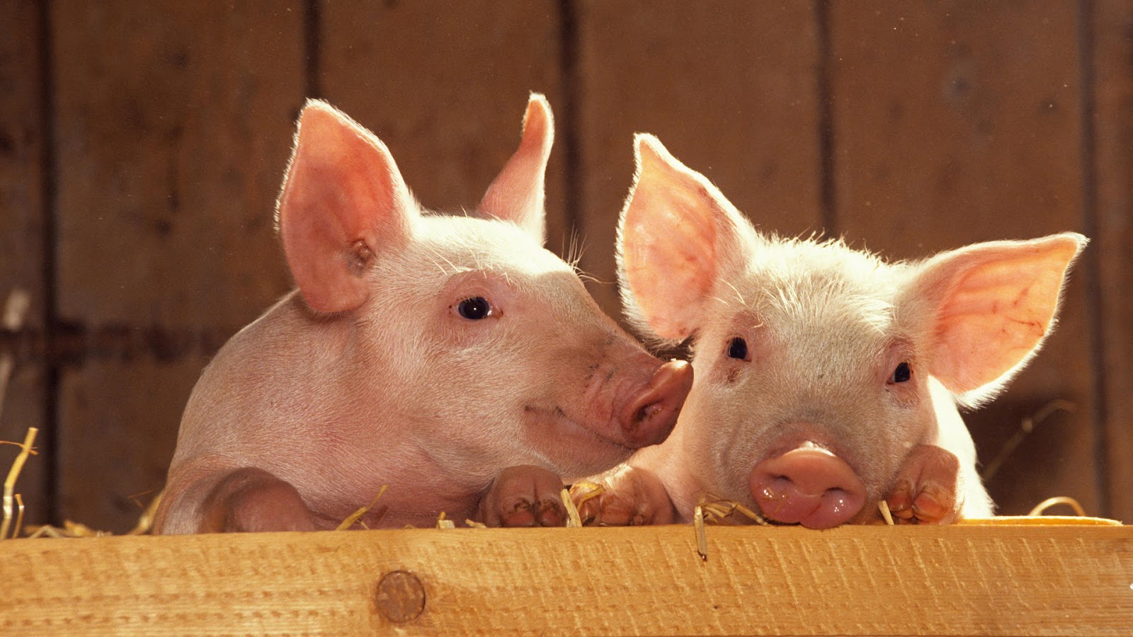 Hd Animal Wallpaper Of Two Cute Looking Pigs - Pig Farming - HD Wallpaper 