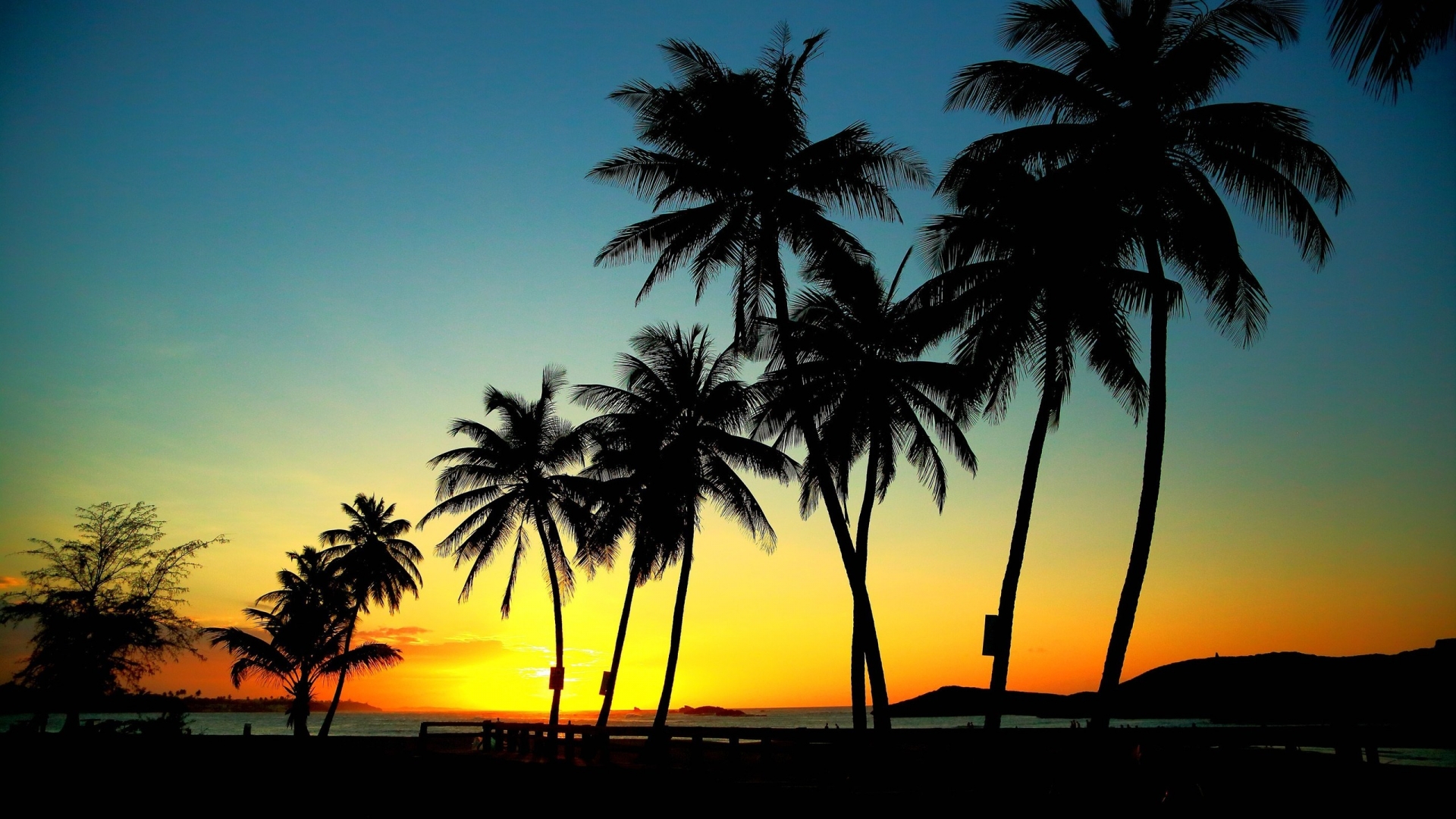 Seaside Palm Trees Sunset Wallpaper Hd For Desktop - Trees In A Sunset -  1920x1080 Wallpaper 