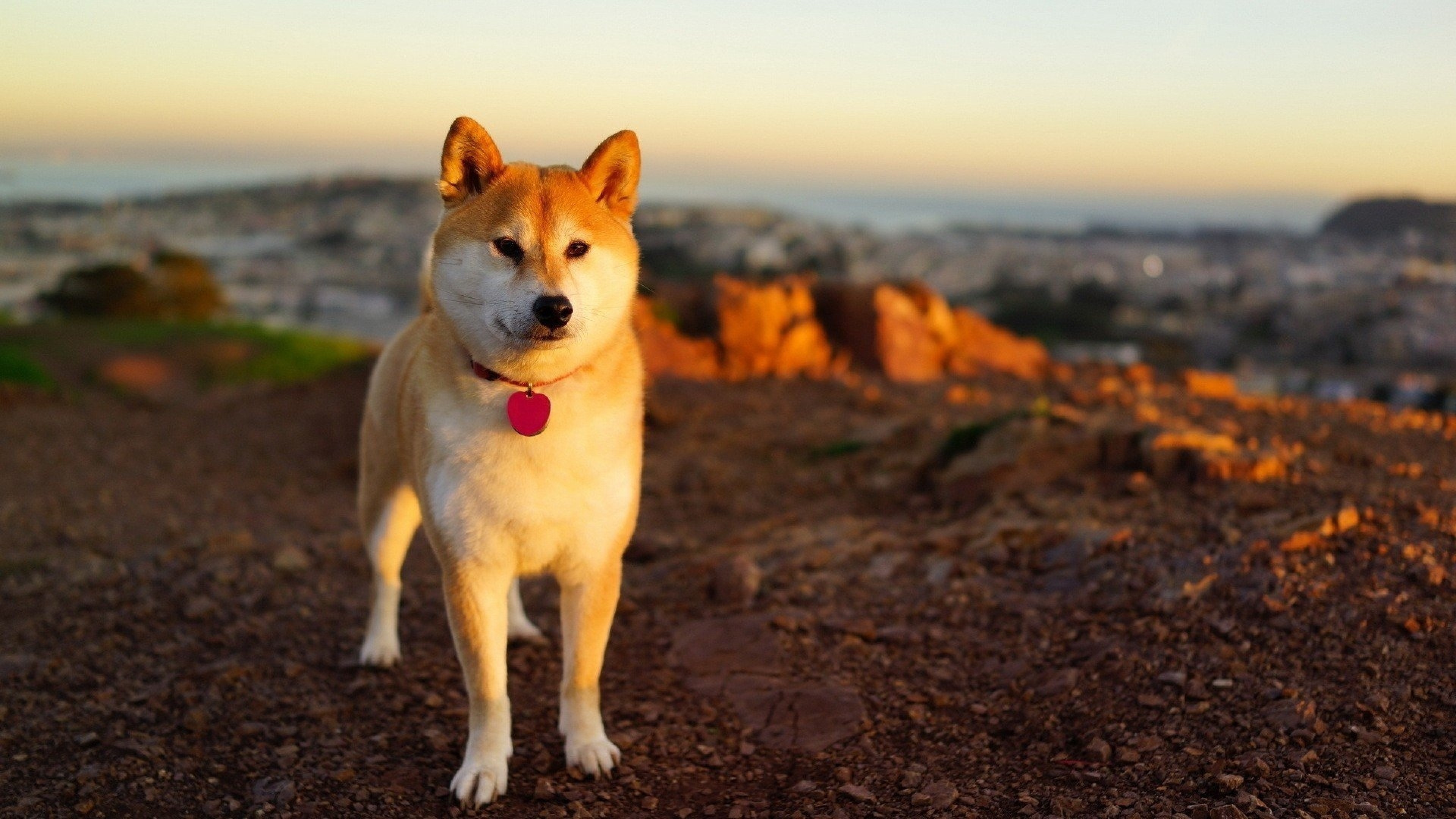 Shiba Inu, Cute, Doge Meme, Dogs - Akita Inu Hd - HD Wallpaper 