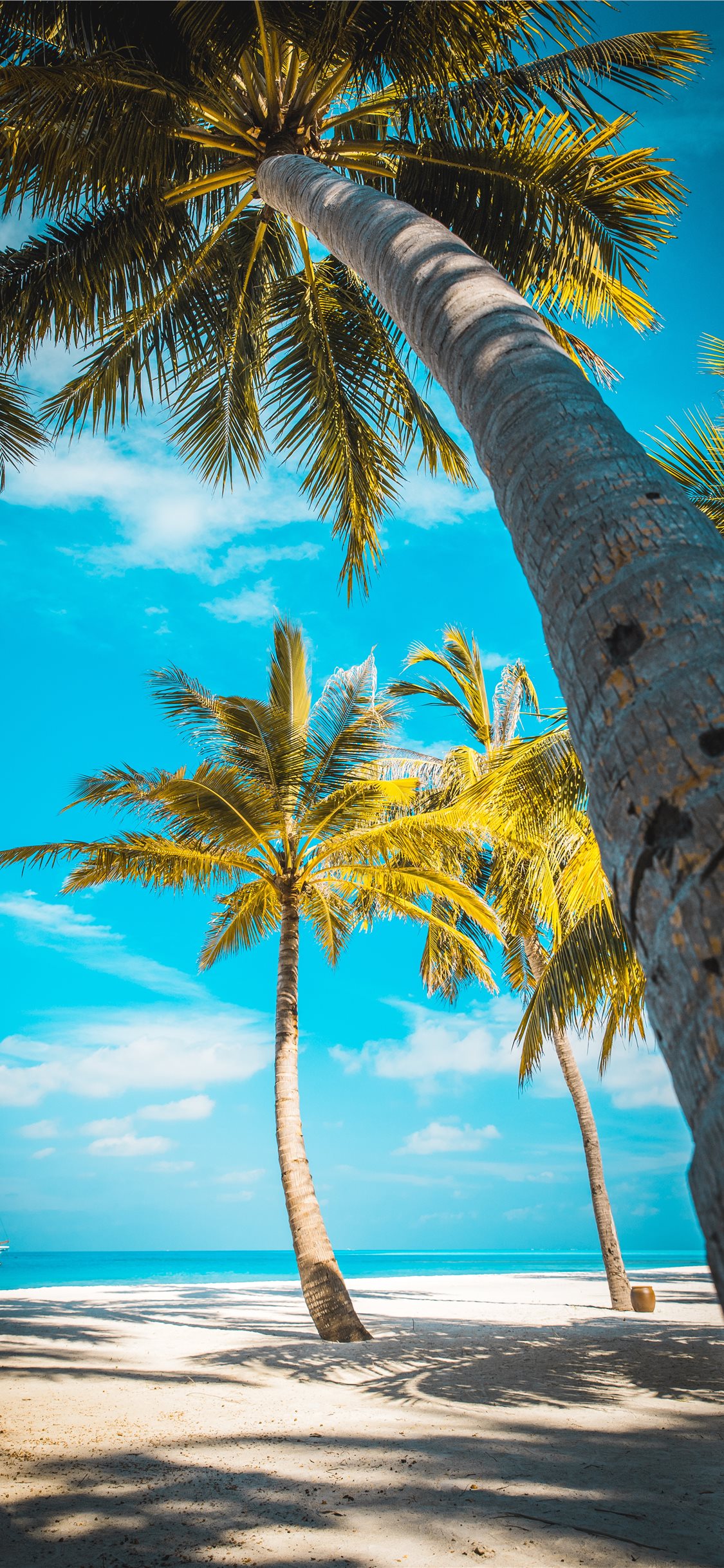 Iphone Palm Tree Beach Background - HD Wallpaper 