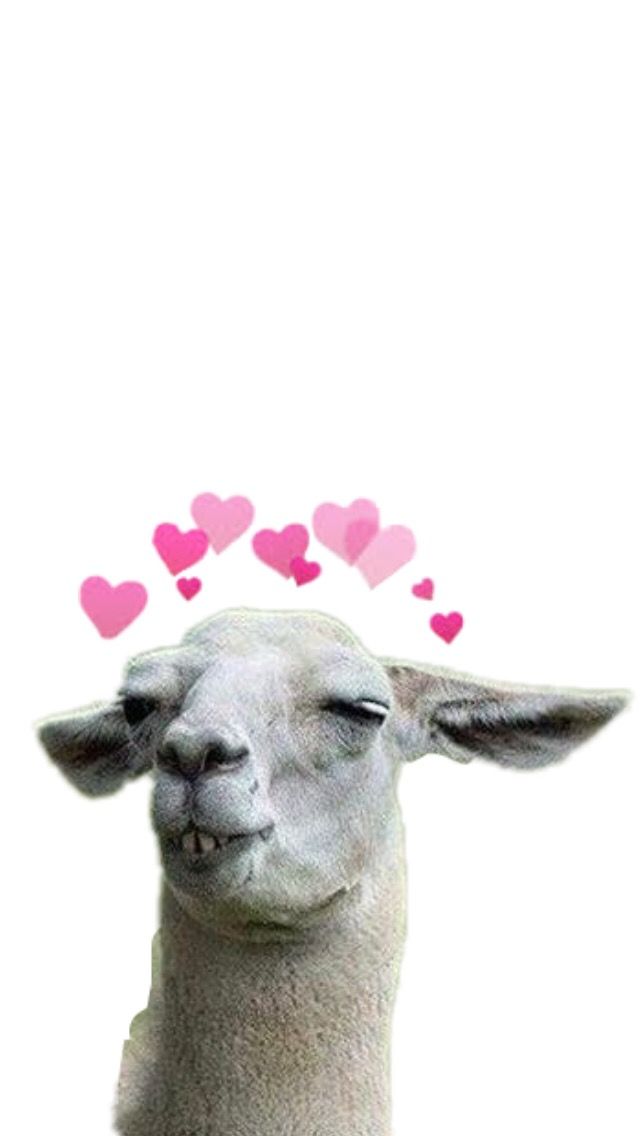 #freetoedit #llama #hearts #wallpaper #iphone - Llama Wallpaper Iphone - HD Wallpaper 