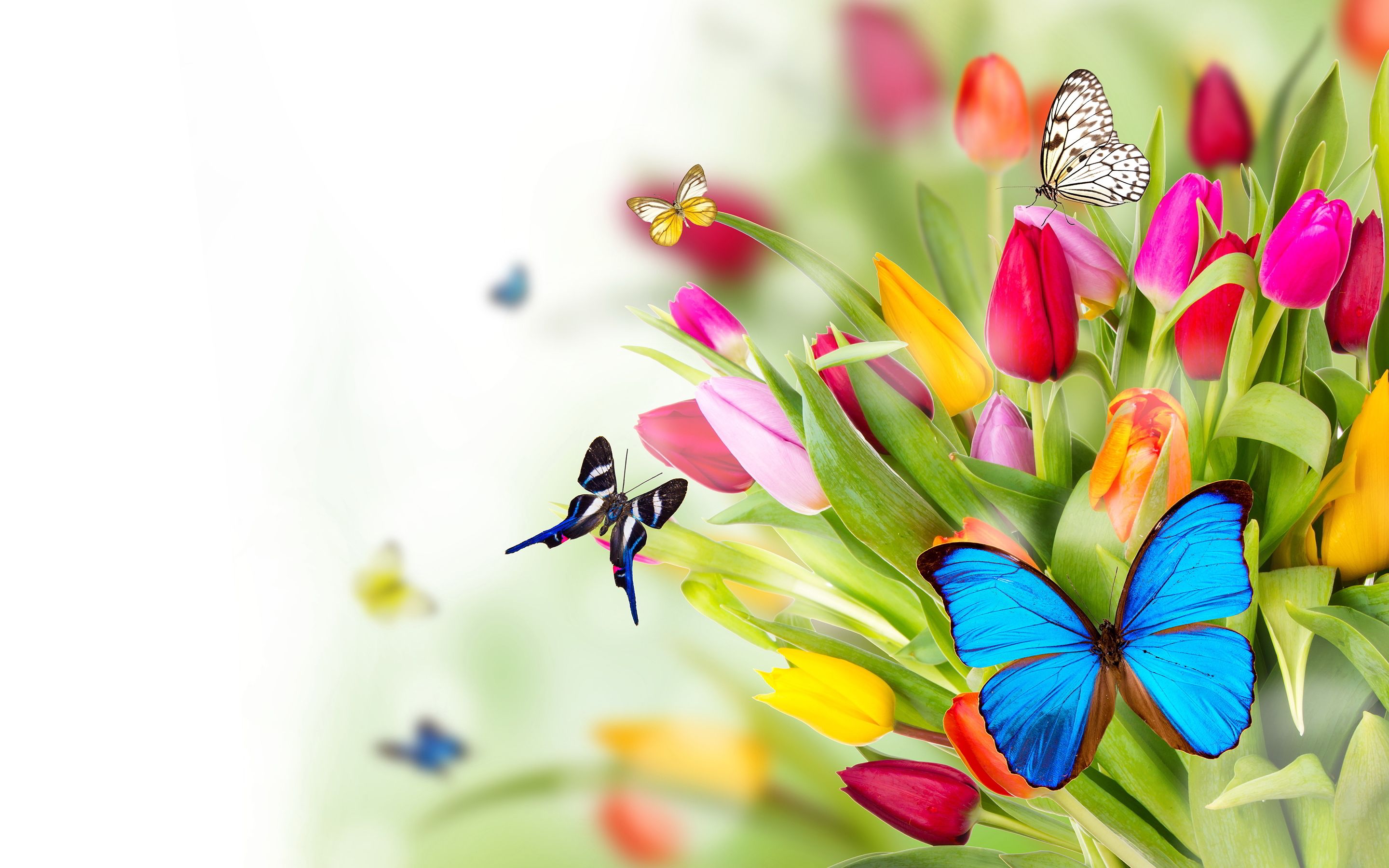 Spring Flowers And Butterflies - HD Wallpaper 