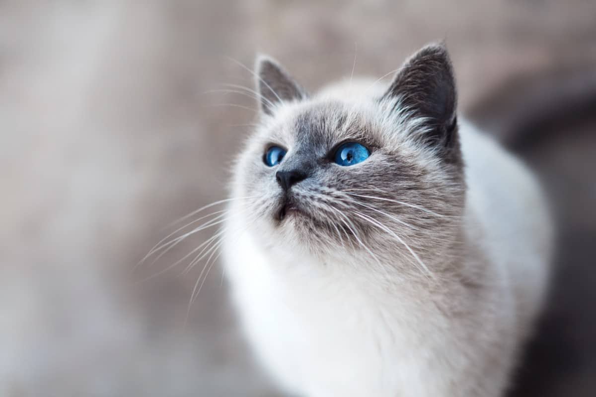 Animal Wallpapers - Cutest Cats - HD Wallpaper 