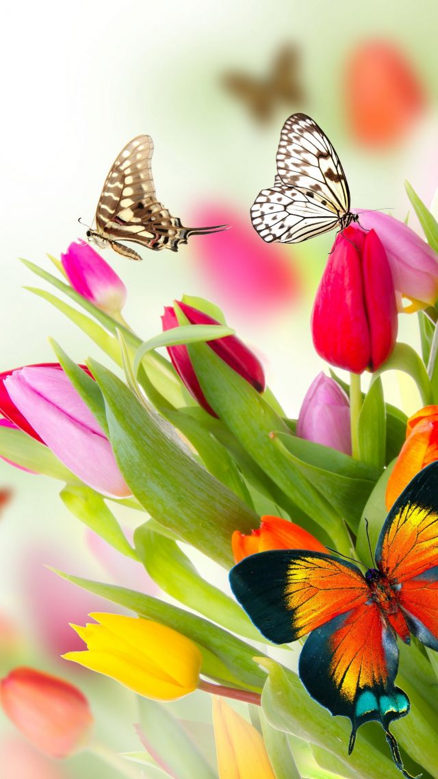 Butterfly, Flowers, Tulips, 4k - Butterfly Wallpaper Hd Nature Flower - 640x1138 Wallpaper Butterfly, Flowers, Tulips, 4k - Butterfly Wallpaper Hd Nature Flower - 640x1138 Wallpaper