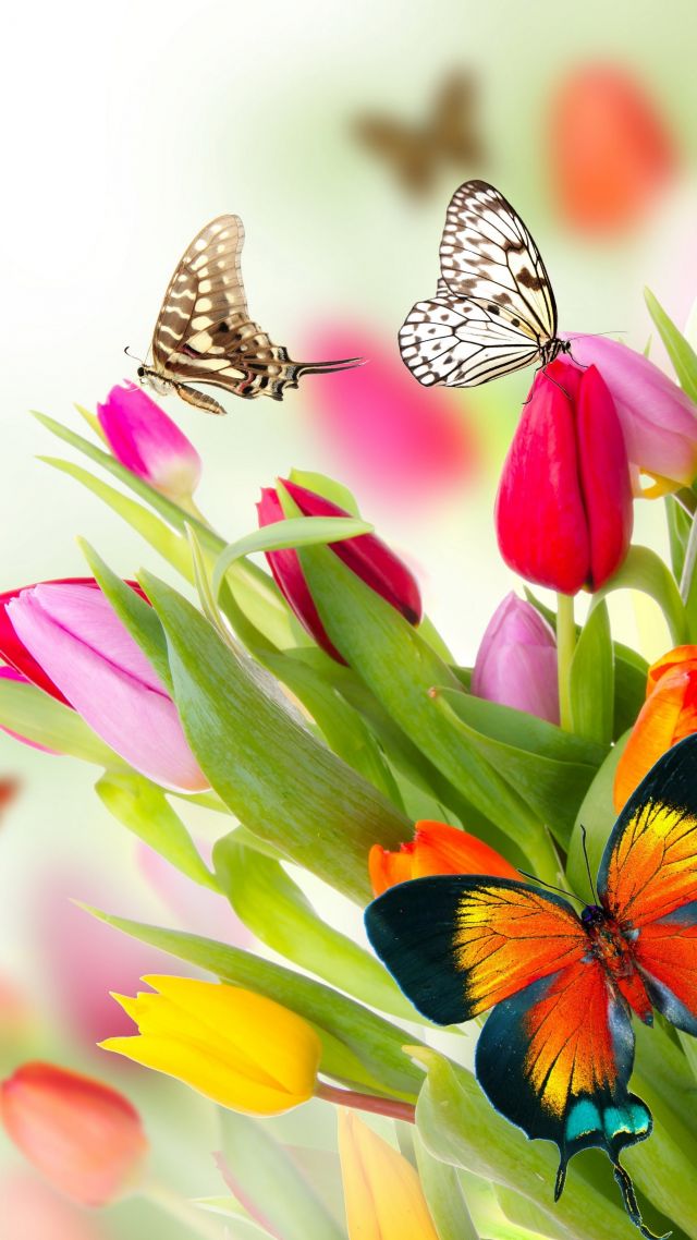 Butterfly, Flowers, Tulips, 4k - Butterfly Wallpaper Hd Nature Flower - HD Wallpaper 