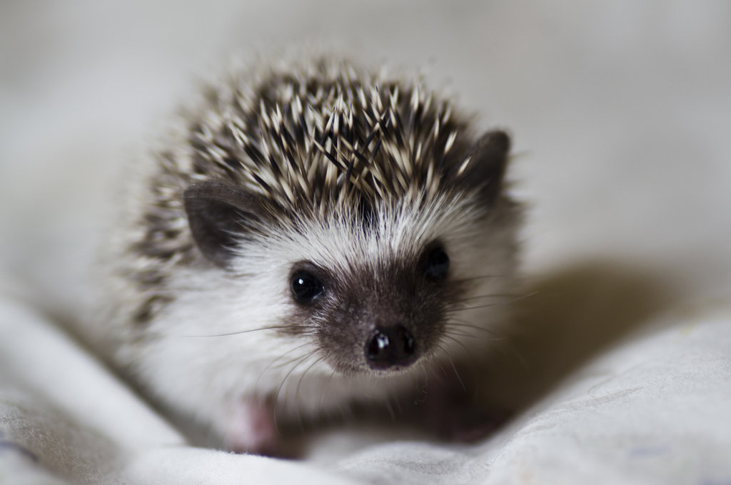 Baby Porcupine Face - HD Wallpaper 