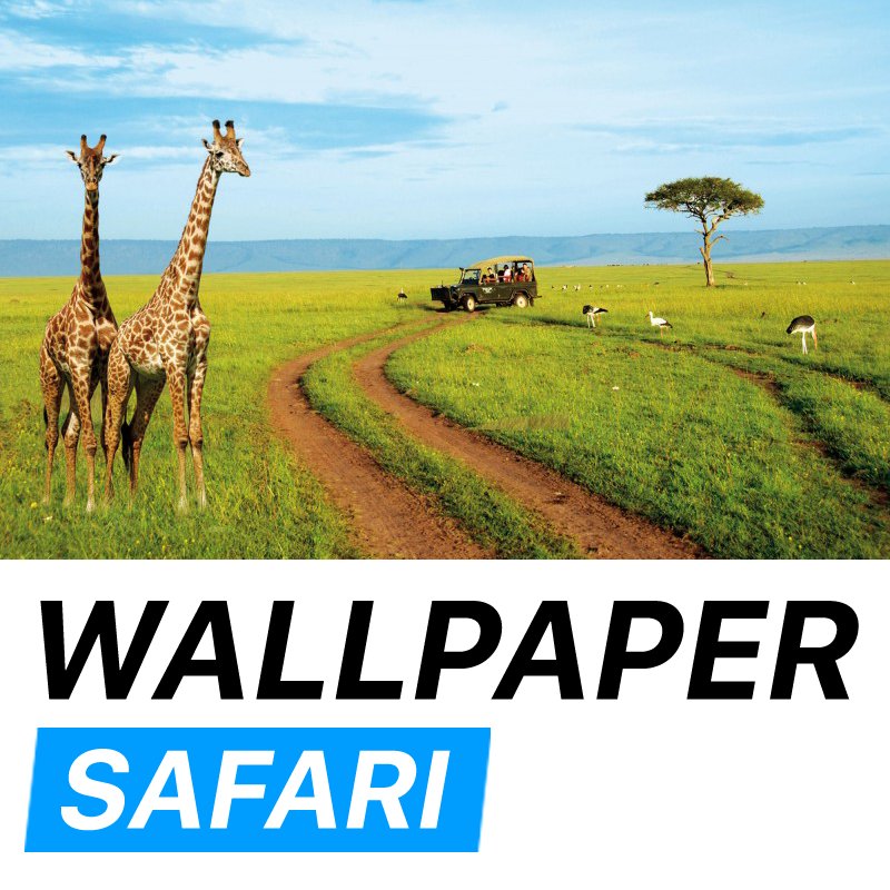 Giraffe - HD Wallpaper 