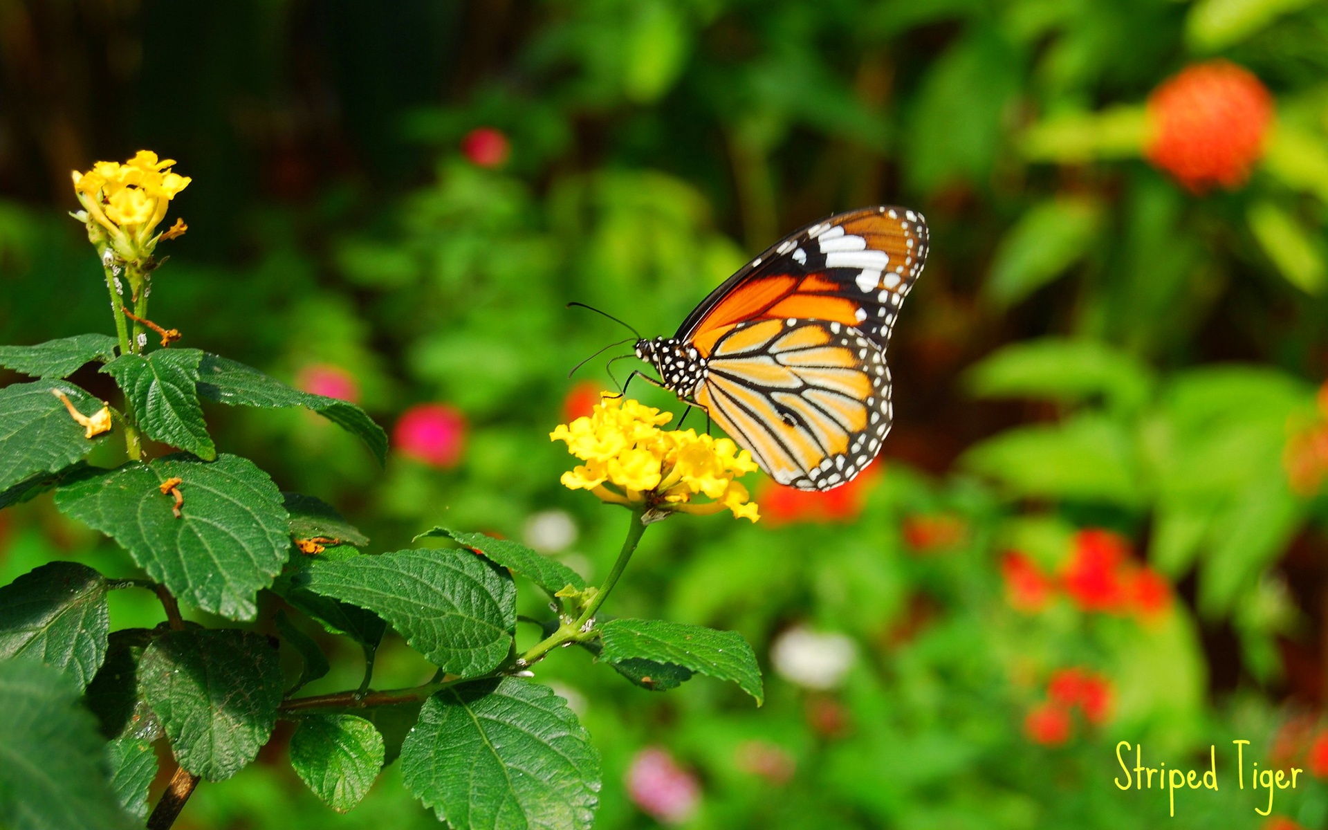 Butterfly On Flower Wallpaper - HD Wallpaper 