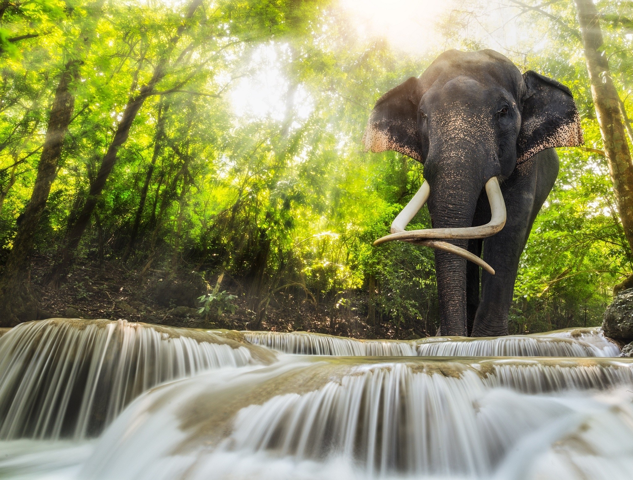 Forest, Water, Wallpaper Hd Mobile, Sun Light,elephant, - Places To Visit In Thiland - HD Wallpaper 