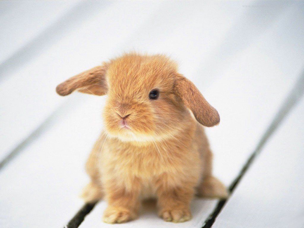 Cute Baby Animals - 1024x768 Wallpaper Cute Baby Animals - 1024x768 Wallpaper