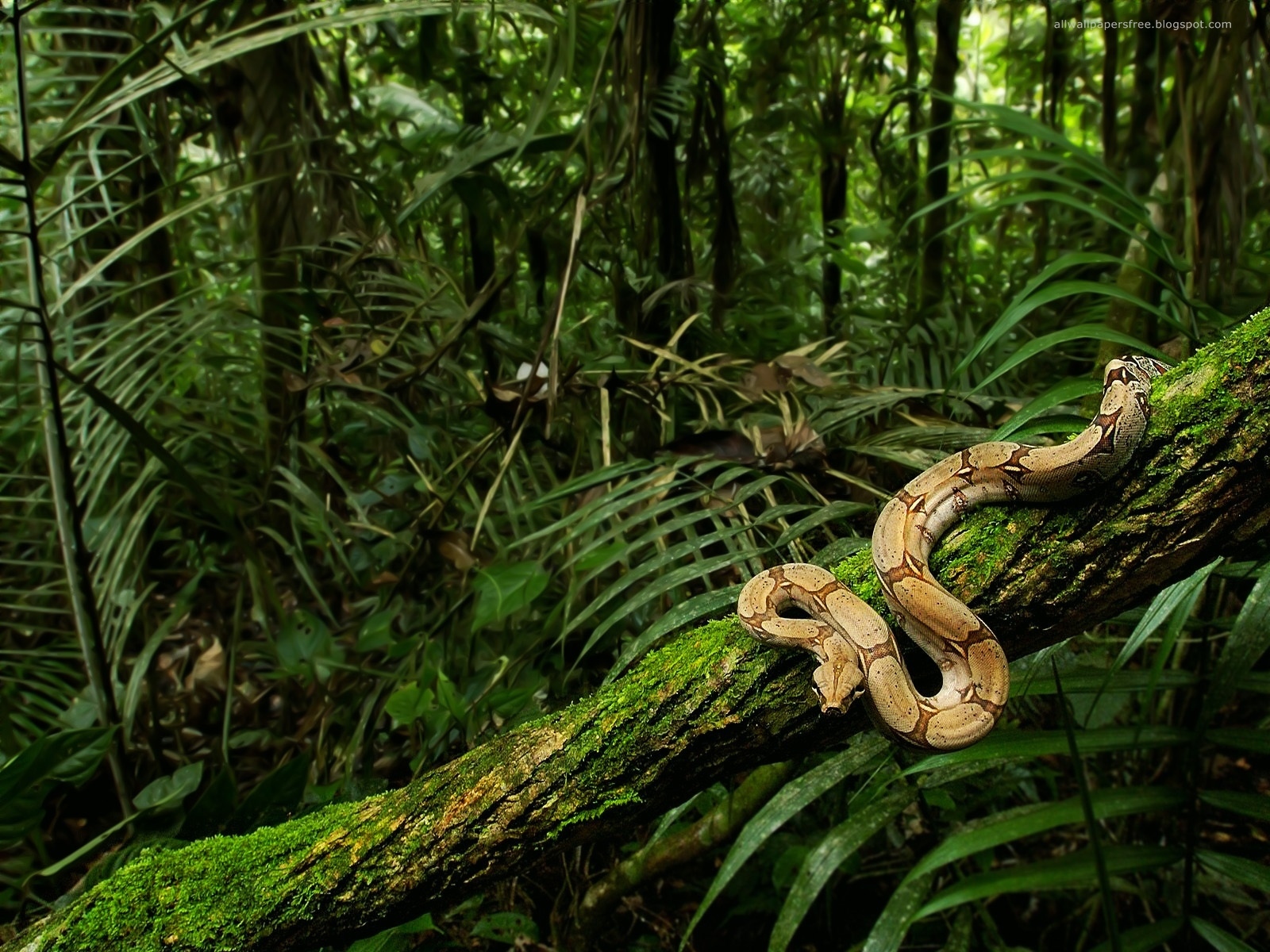 Jungle Forest Hd Wallpapers Photos Download Wallpaper - Rain Forest - HD Wallpaper 