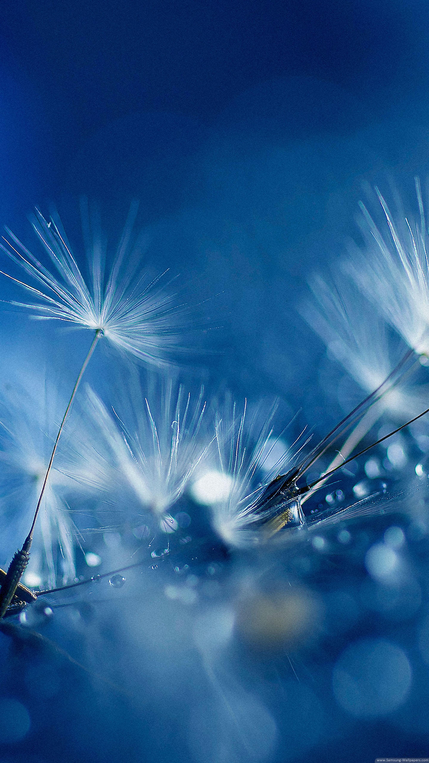 Fantasy Flowers Lock Screen Samsung Galaxy Note 4 Wallpaper - Android Dandelion - 1440x2560 Wallpaper Fantasy Flowers Lock Screen Samsung Galaxy Note 4 Wallpaper - Android Dandelion - 1440x2560 Wallpaper