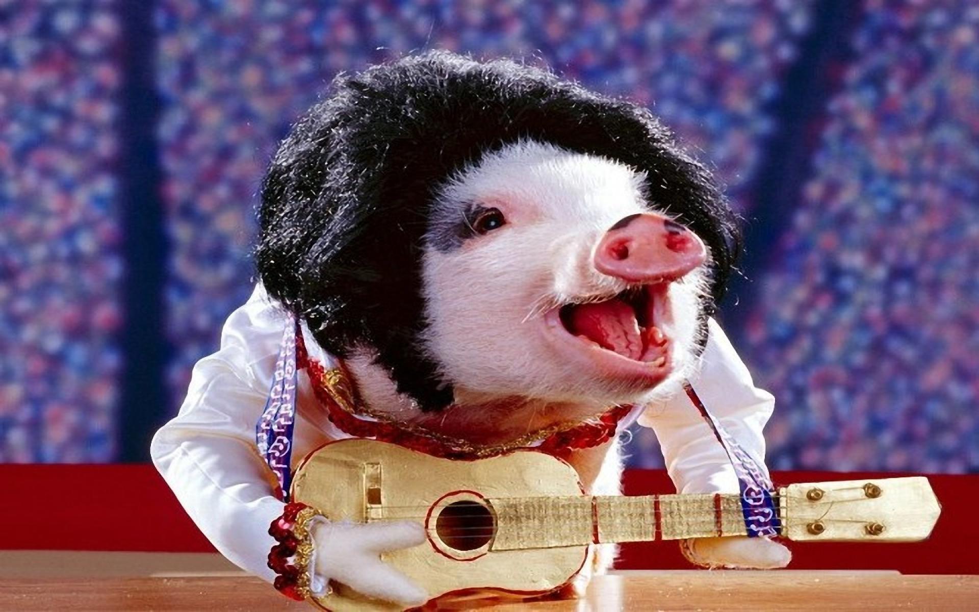 Funny Pig Playing Guitar And Singing Song - Cute Pigs With Guitar - HD Wallpaper 