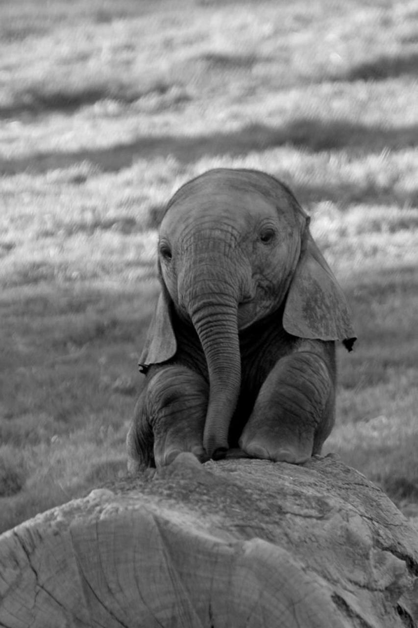 Cute Baby Elephant Android Wallpaper - Baby Elephant - HD Wallpaper 