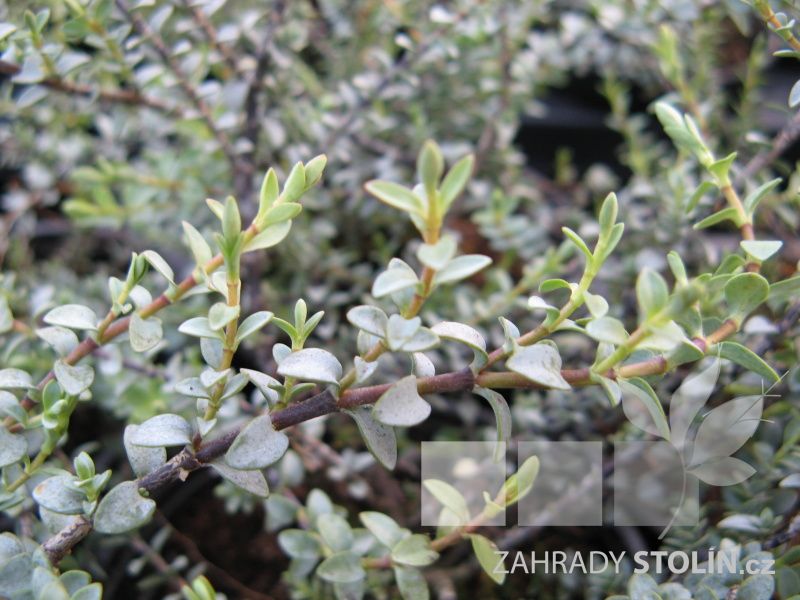 Quicksilver Wallpapers - Tree - HD Wallpaper 