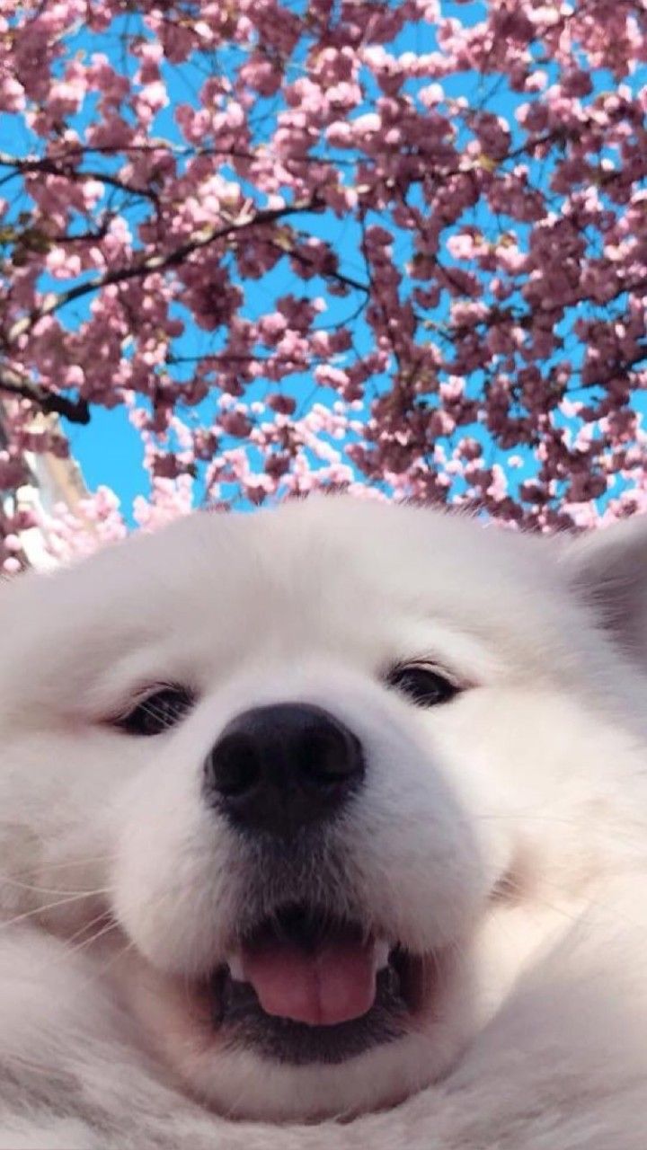 Samoyed Dog - HD Wallpaper 