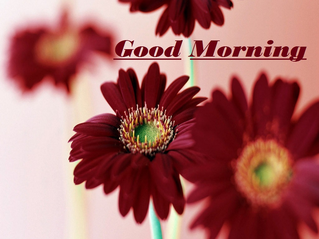 Good Morning Hd Wallpaper - Flowers Good Morning Hd - HD Wallpaper 