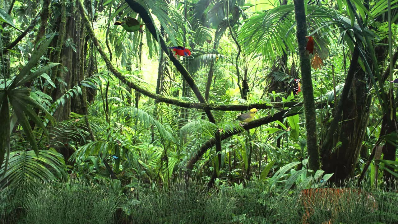 Tropical Rainforest High Quality - HD Wallpaper 