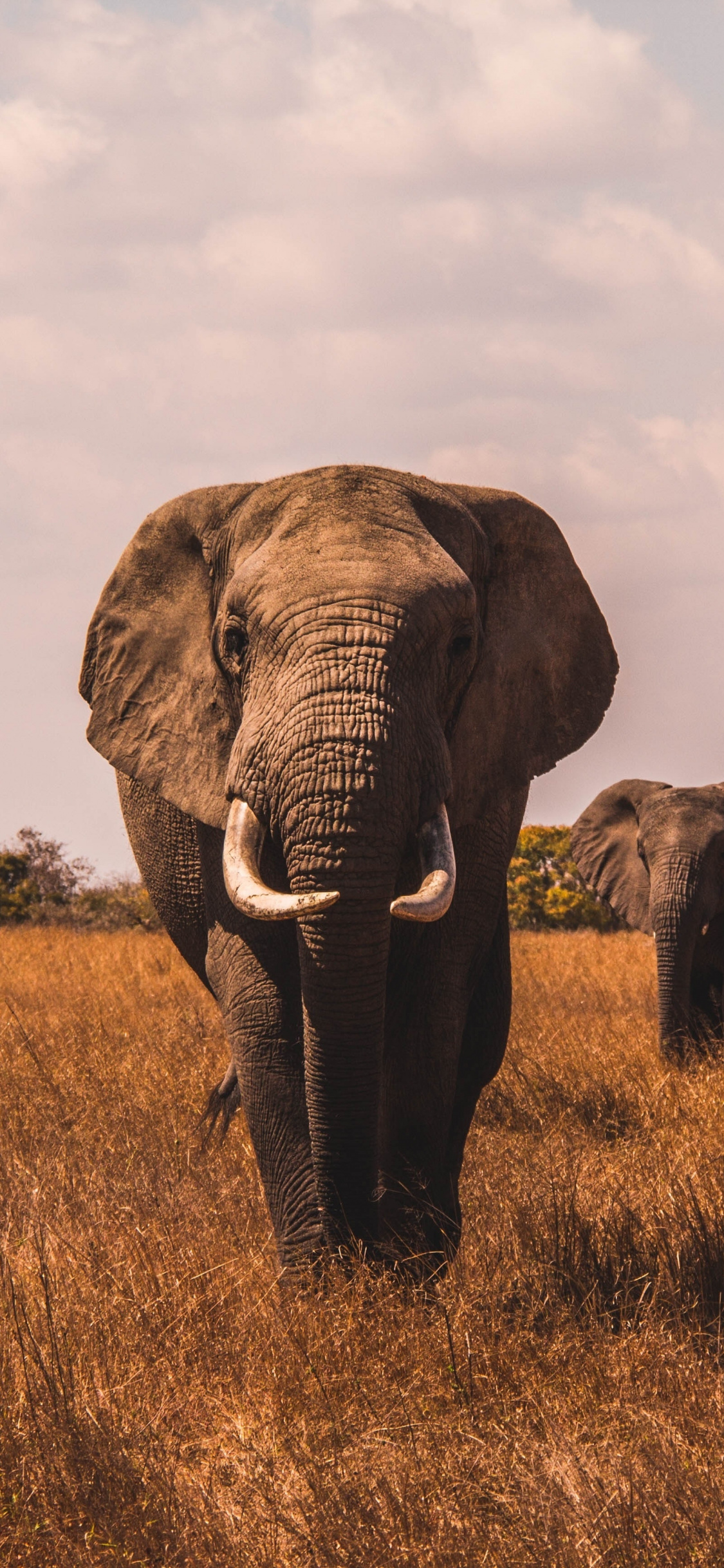Landscape, Grass, Elephant, Wallpaper - Wildlife Conservation - HD Wallpaper 