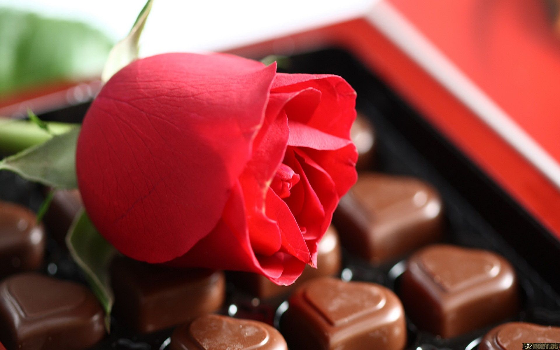 Rose Chocolate Valentines Day Wallpaper Desktop - Valentine Day Dp For Whatsapp - HD Wallpaper 