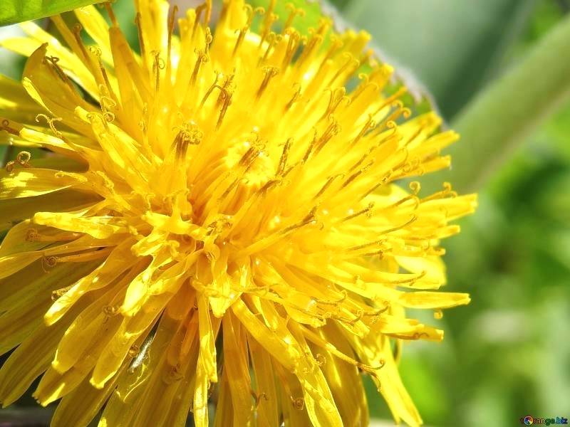 Wallpaper - HD Wallpaper 